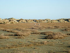 Larus dominicanus dominicanus