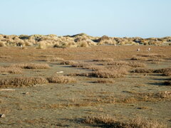 Larus dominicanus dominicanus