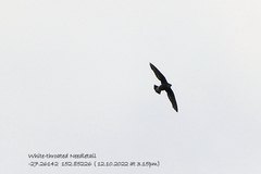 Hirundapus caudacutus