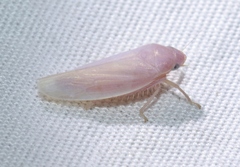 Gyponana angulata