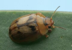 Peltoschema hamadryas