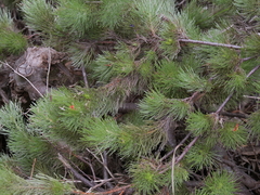 Adenanthos sericeus