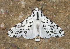 Hypercompe permaculata