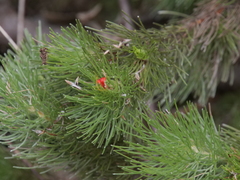 Adenanthos sericeus
