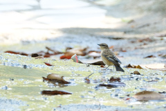 Saxicola stejnegeri