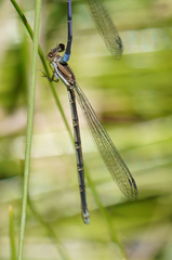 Argia hinei