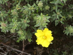 Hibbertia crinita