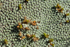 Stellaria gracilenta