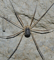 Nelima