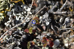 Veronica verna
