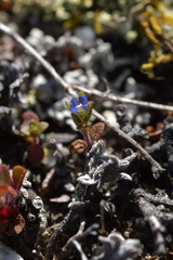 Veronica verna