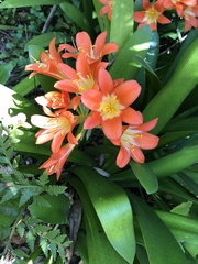 Clivia miniata