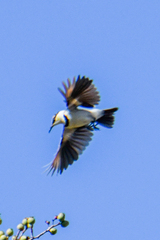 Cissomela pectoralis