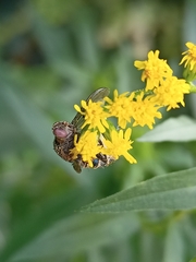 Entomophthora muscae