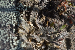 Lepidium solandri