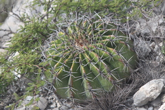 Echinocactus platyacanthus