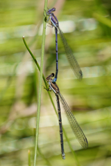 Argia hinei