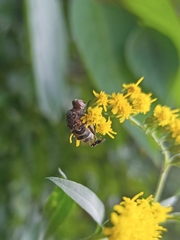 Entomophthora muscae