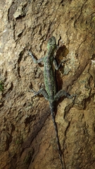 Draco blanfordii