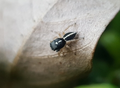 Heliophanus pistaciae