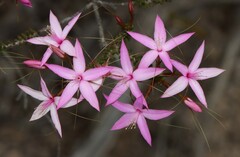 Calytrix duplistipulata