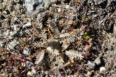 Lepidium solandri
