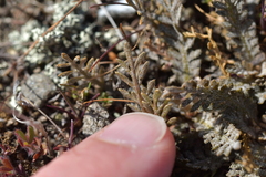 Lepidium solandri