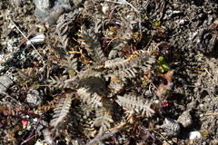 Lepidium solandri