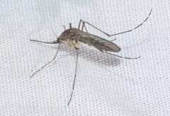 Aedes increpitus