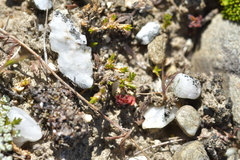 Stellaria gracilenta