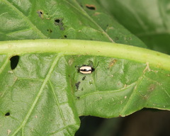 Phyllotreta armoraciae