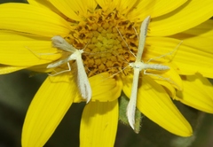 Hellinsia sulphureodactylus