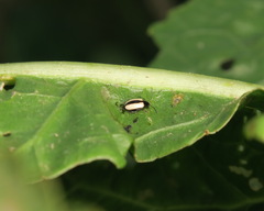 Phyllotreta armoraciae