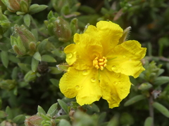 Hibbertia crinita