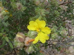 Hibbertia crinita
