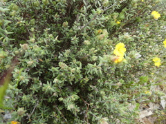 Hibbertia crinita