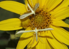 Hellinsia sulphureodactylus