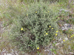 Hibbertia crinita