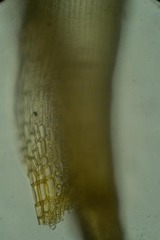 Hymenoloma crispulum