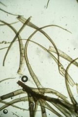 Hymenoloma crispulum