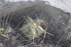 Echinocactus platyacanthus