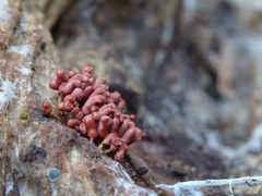 Arcyria stipata