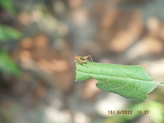 Anaxipha exigua