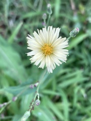 Lactuca indica
