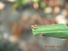 Anaxipha exigua