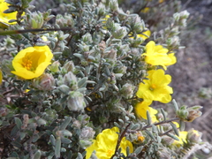Hibbertia crinita