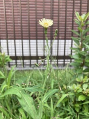 Lactuca indica