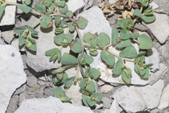 Euphorbia fendleri