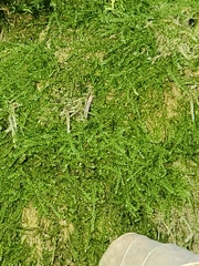 Plagiothecium denticulatum