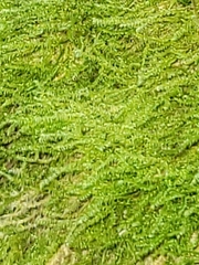 Plagiothecium denticulatum